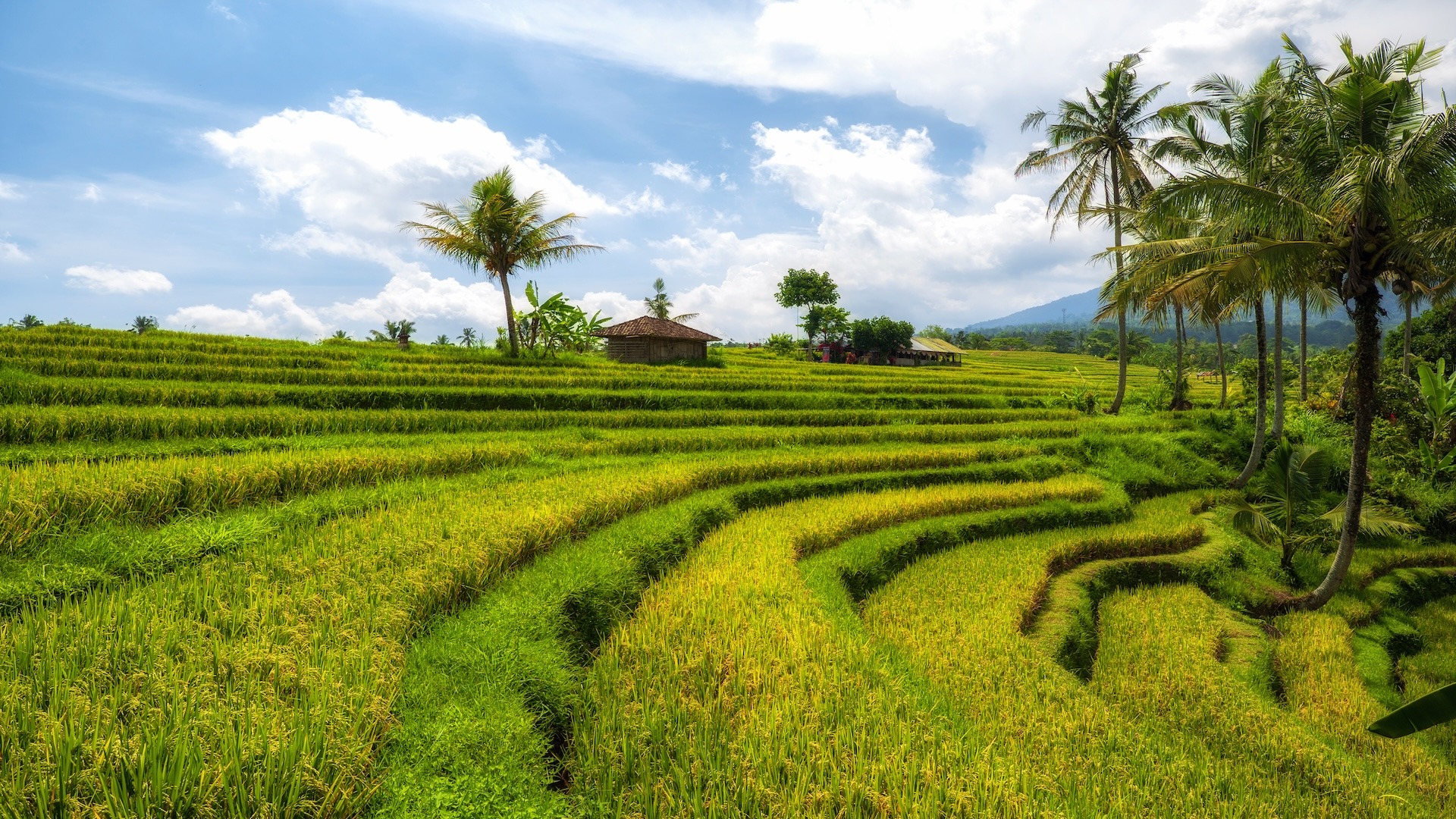 Sawah Terasering